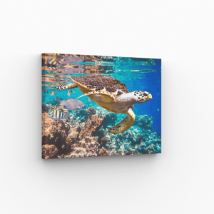 Malen nach Zahlen, Meeresschildkröte im Korallenriff