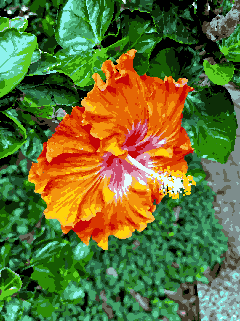 Hibiskusblume