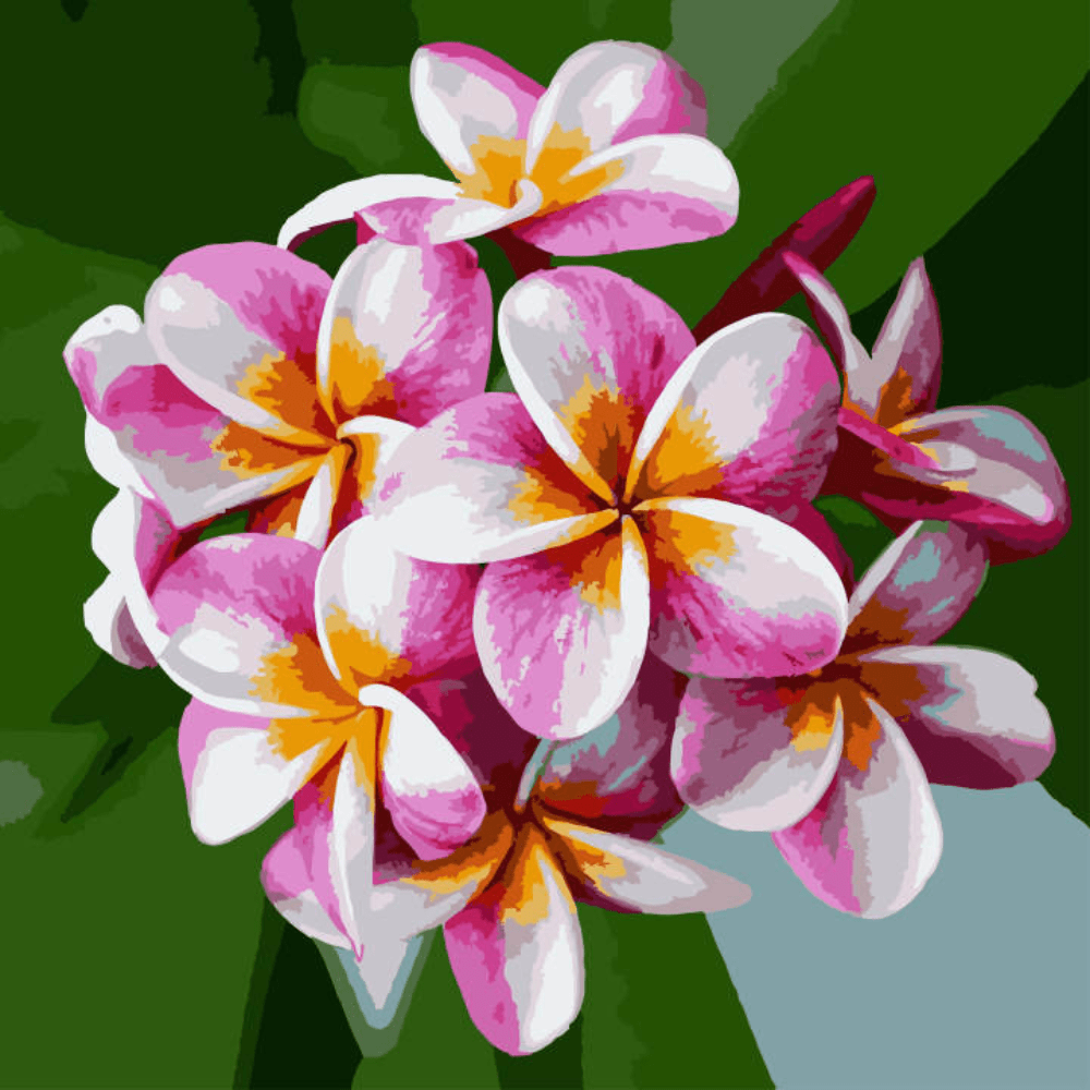 Plumeria Blume Hawaii