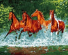 Malen nach Zahlen Pferde im Fluss