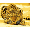 Lade das Bild in den Galerie-Viewer, Malen nach Zahlen, Leopard auf der Lauer